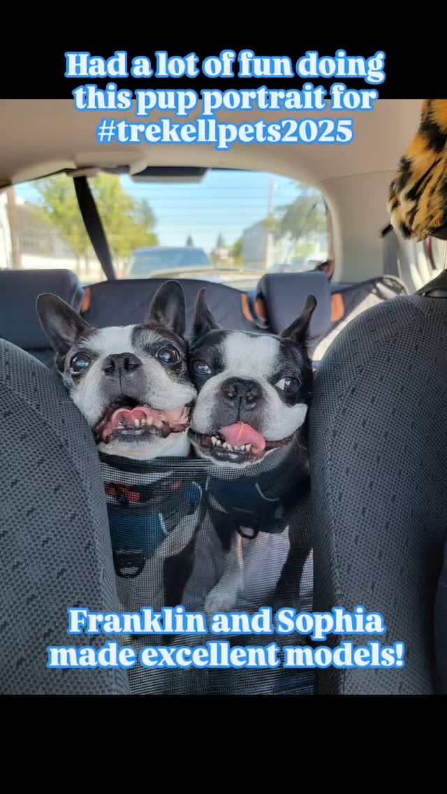 From inspiration to final product.... 
These two goofballs kept me laughing the whole time! 
I wish I had more time for painting projects...

#bostonterriersofinstagram #bostonsofinstagram #bostonterriersforever #trekellpets2025 #trekellartsupplies